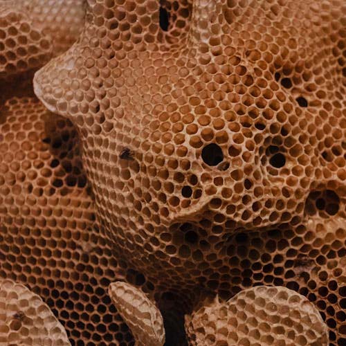 cera virgen de abeja muusat