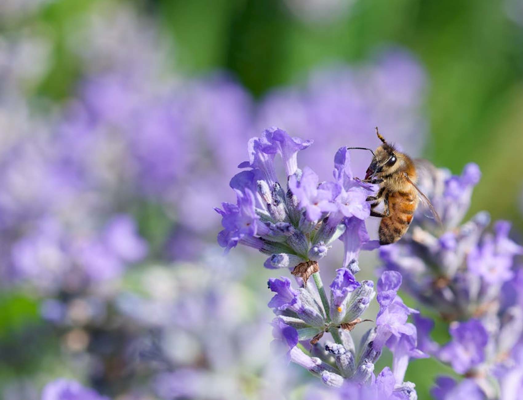 muusat miel de alta calidad artesanal de ayora